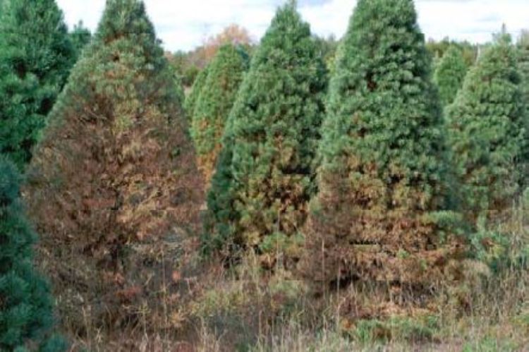 Early needle loss caused by brown spot needle blight shows up on infected Scotch pine in the fall before harvest making Christmas trees unsalable.
