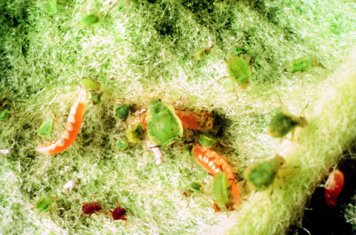 The bright orange larvae are legless and have no distinct head capsule. The front of the body is tapered. 