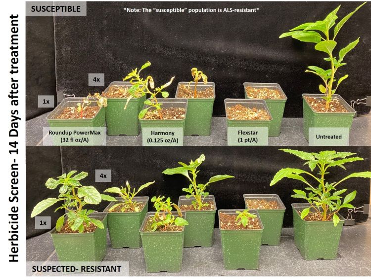 Susceptible (top) and suspected-resistant (bottom) waterhemp populations.