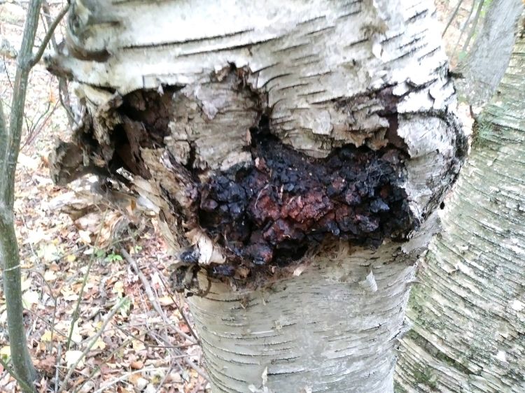 Inontus obliquus protruding from a birch tree.