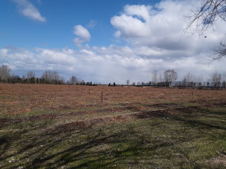 Blueberry Jersey field in the process of being removed