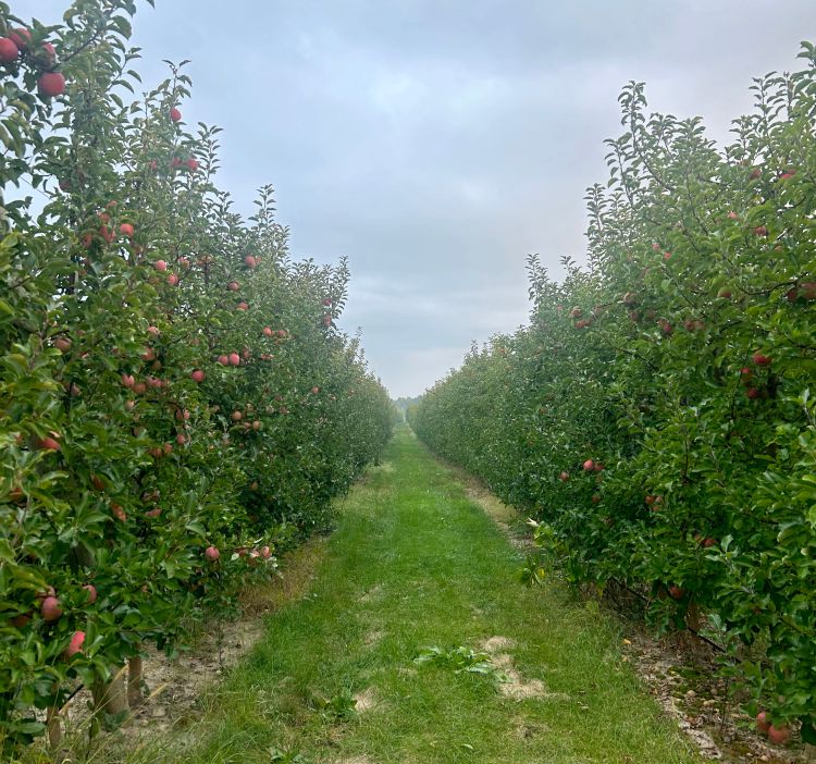 A Fuji apple orchard. Apples are mature.