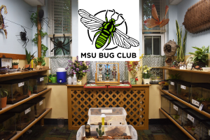 MSU Bug Club is drawing attention to the fascinating world of insects