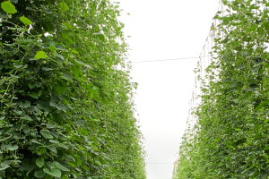 Michigan hop crop report for the week of July 19, 2021