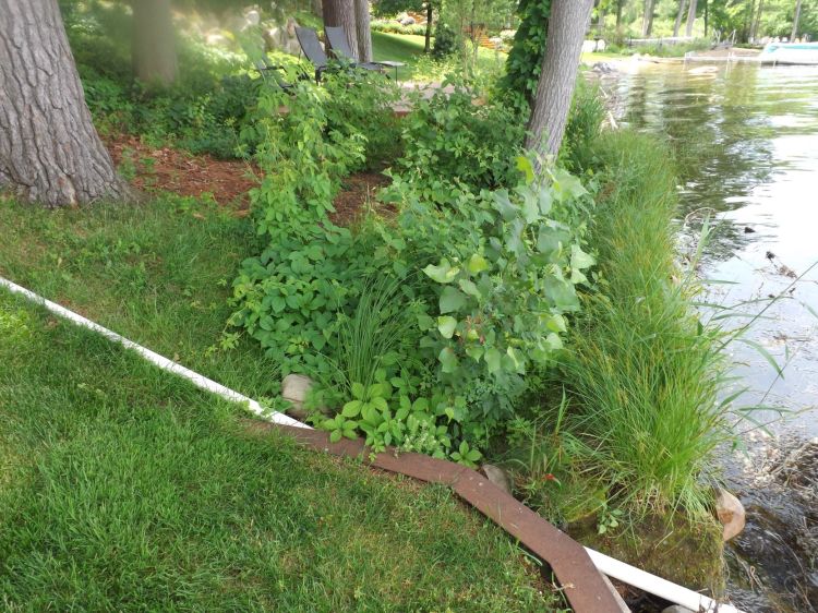 Plants help protect an inland lake shoreline. | Photo by Jim Brueck