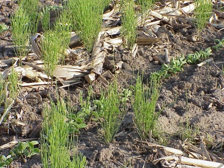 Field horsetail. Photo: Christy Sprague, MSU.