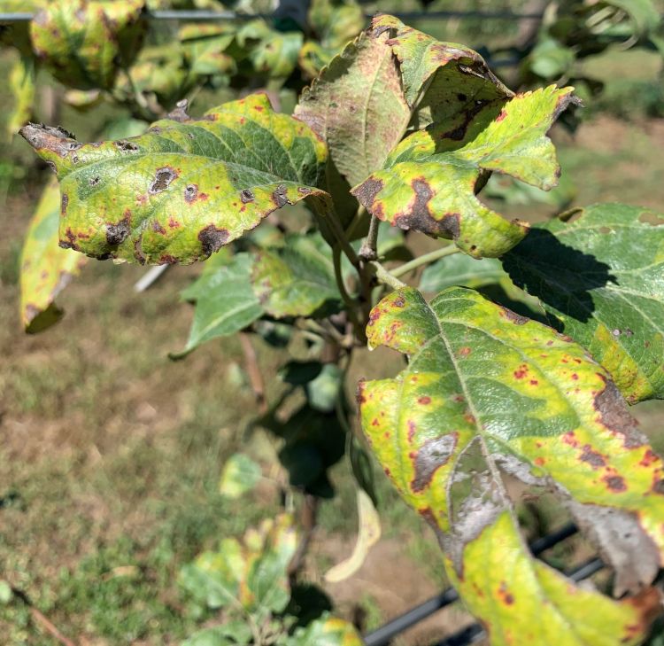 Brown spotting and wilting on Honeycrisp apple leaves.