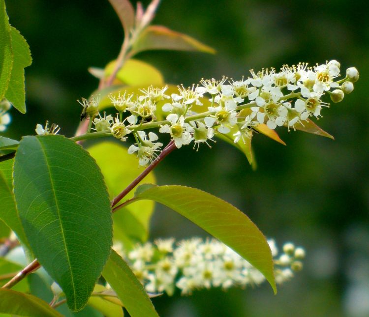 Livestock Poisoning Possible From Wilting Black Wild Cherry