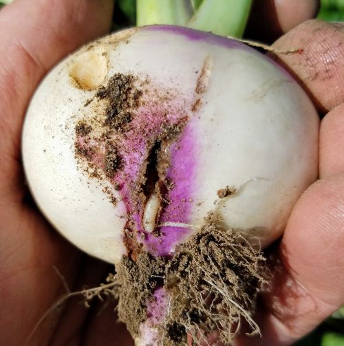 Cabbage maggot tunneling in a turnip.