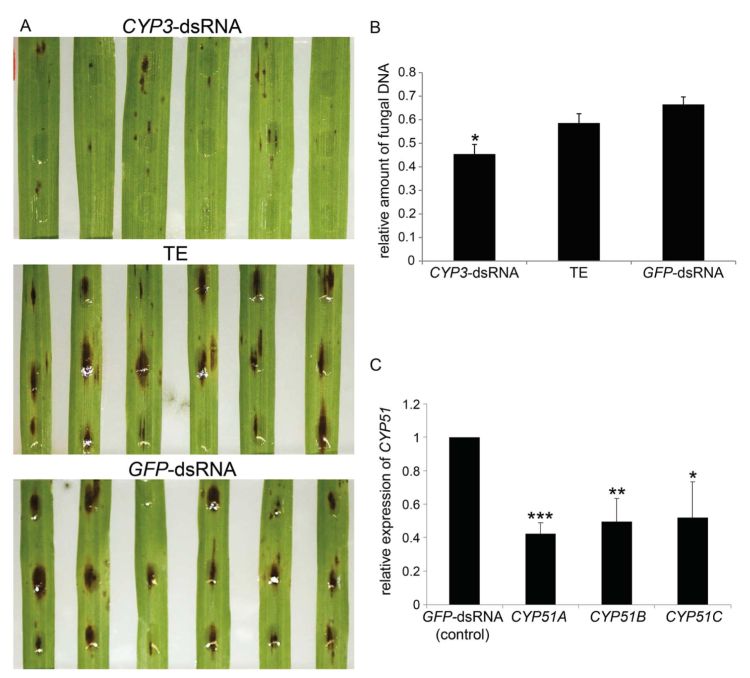 (A) The dsRNA (CYP-dsRNA) increases resistance of detached Barley leaves over the controls (TE, GFP-dsRNA) and (B) reduces fungal growth, measured by the level of fungal DNA, as well as (C) the activity of three ergosterol producing genes (from Koch et al. 2016).