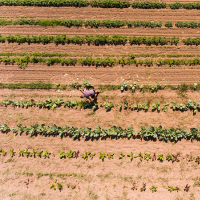 Bird's eye view of a farmer hoeing a field.