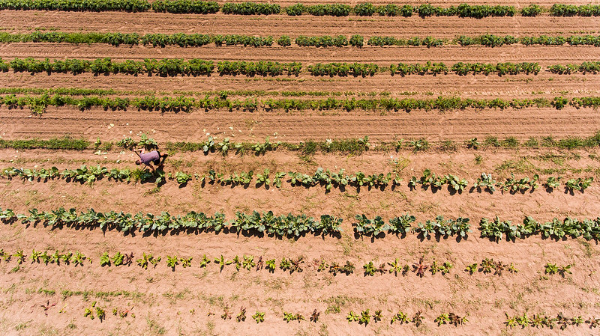 Bird's eye view of a farmer hoeing a field.