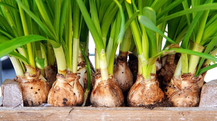 Force flower bulbs to grow indoors to battle the blues 4 H