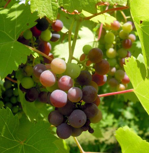 Veraison is the color change of grape berries indicating the beginning of ripening when grapes become sweeter. All photos: Mark Longstroth, MSU Extension.