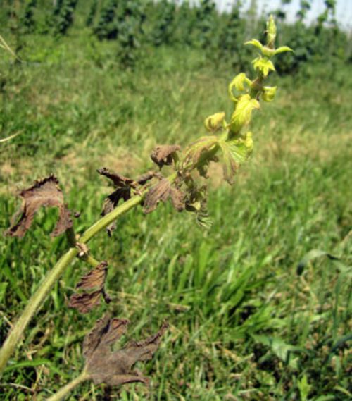 Yellow and stunted spring hop spike