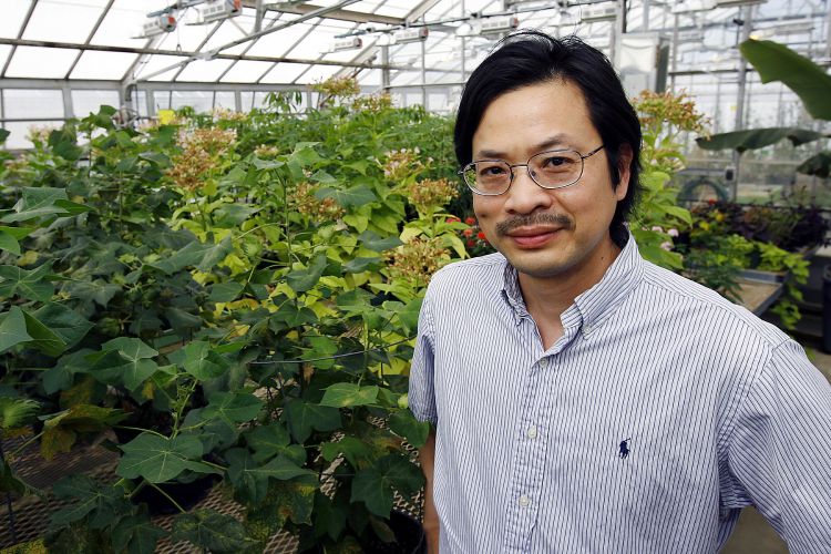 Sheng Yang He, MSU Distinguished Professor in the MSU-DOE Plant Research Laboratory