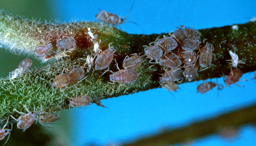  A colony of nymphs. 