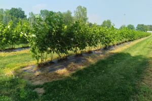 West central Michigan small fruit update – Aug. 24, 2021