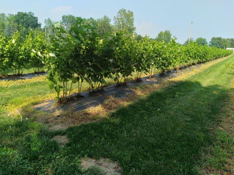 Raspberry field.