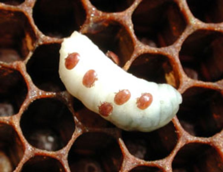 Varroa mites are deadly for Michigan's fruit and vegetable crops.