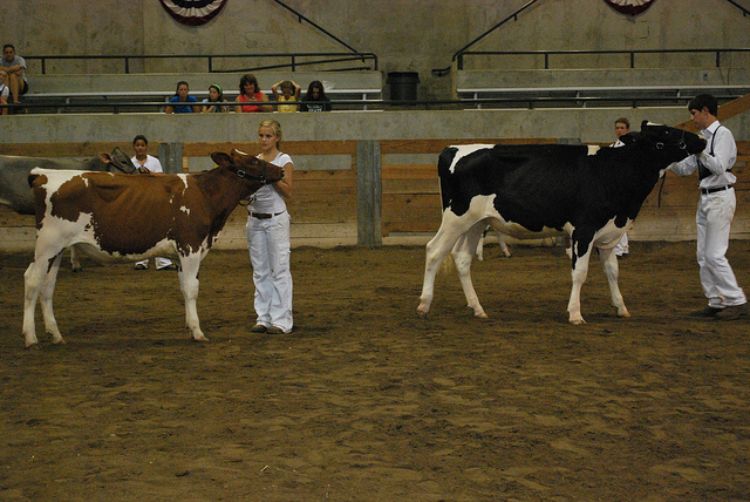 History of dairy cow breeds: Holstein - MSU Extension