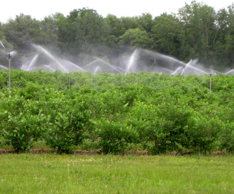 Overhead sprinklers are common in blueberries. Growers are struggling to keep up with the demand for water in these shallow rooted bushes. All photos by Mark Longstroth, MSU.