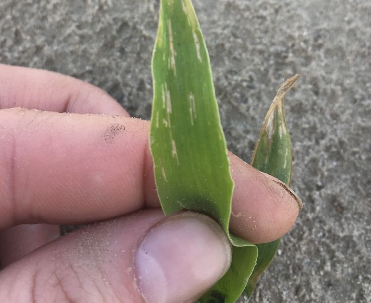 Corn flea beetle damage appears as a series of thin, erratic scratches on sweet corn seedlings. Photo by Marissa Schuh, MSU Extension. 