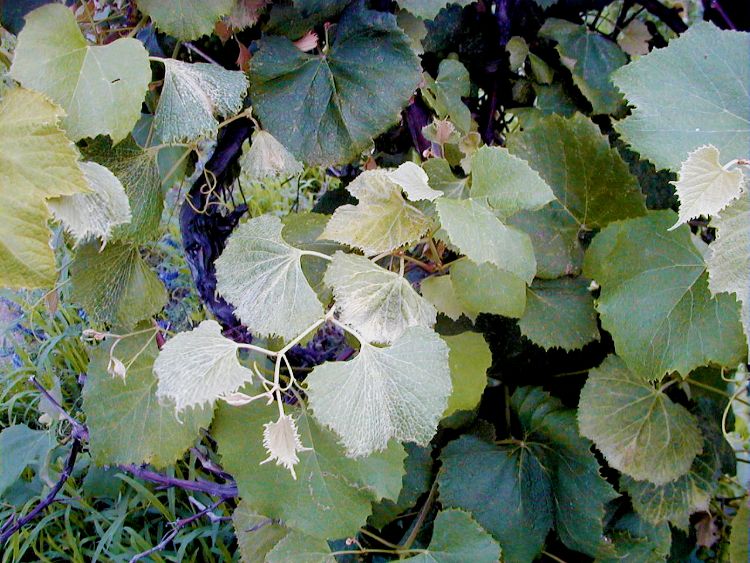 Grapevines damaged by 2,4-D.