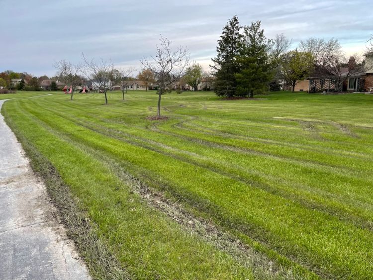 Lawn with mower ruts.