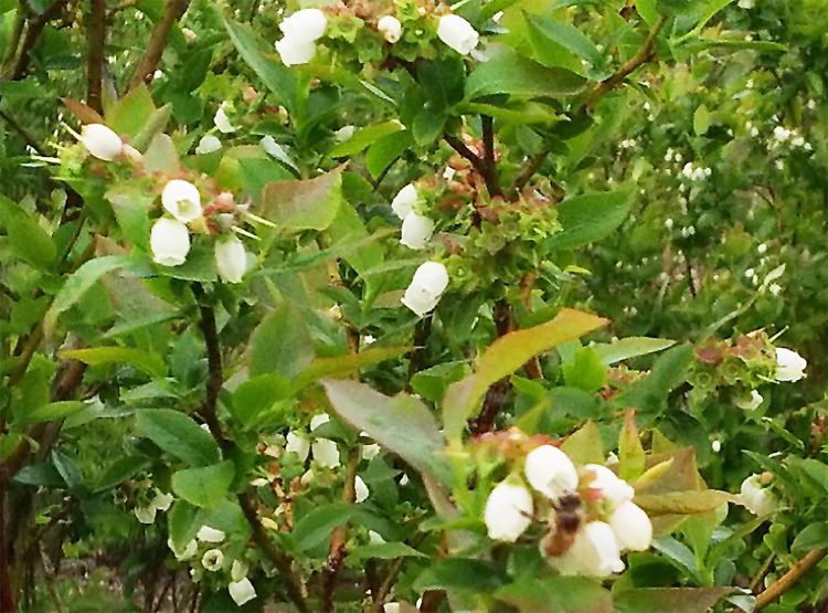 blueberry petals on a blueberry bush