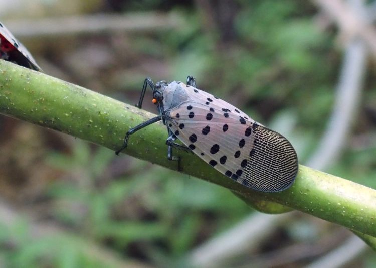 spotted lanternfly