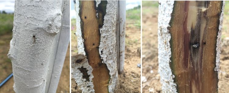 Black stem borer damage on tree trunk and bark.