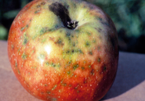 On red skinned varieties, fully developed lesions are dark red to purple, generally no larger than 1