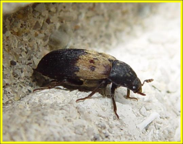 Larder beetle