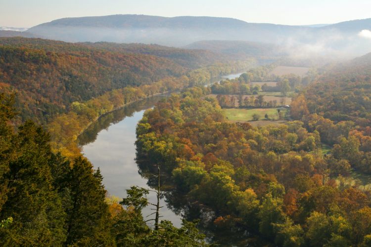 Maryland forest