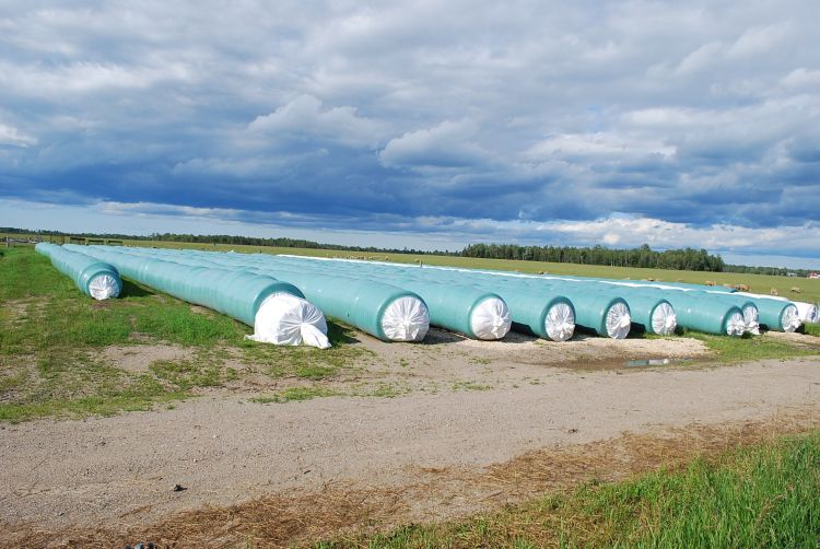 Tube line wrapped baled silage at Eric and Penny Wallis’ farm near Rudyard, MI. 