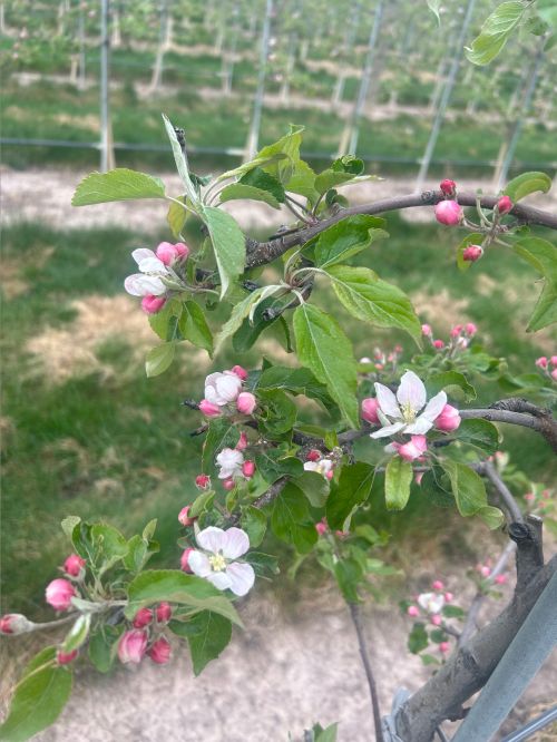 Apples blooming.