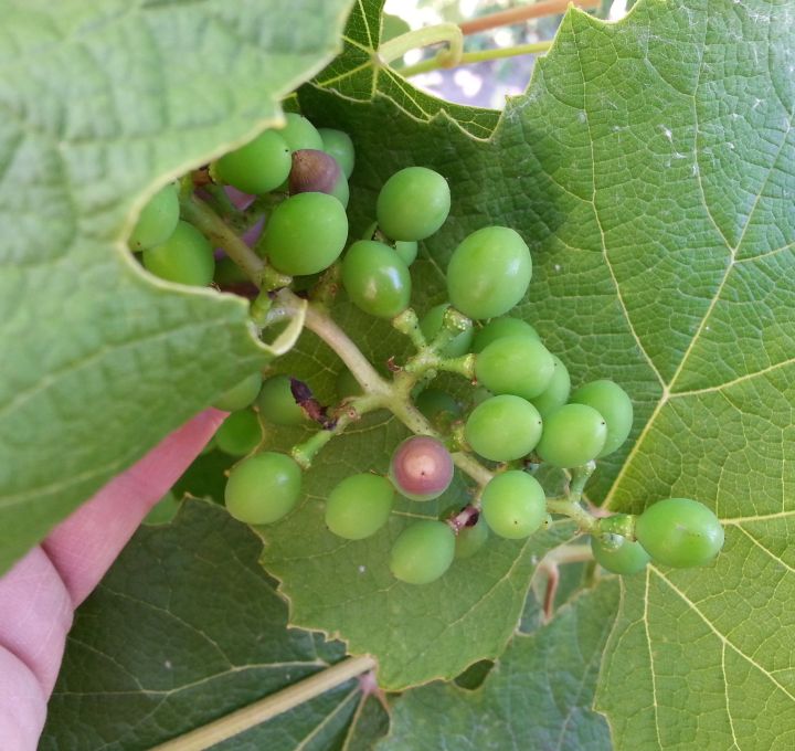 Keep an eye on foliar and fruit diseases in grapes MSU Extension