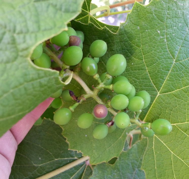 Early black rot on fruit showing brown spreading lesion with lighter center. All photos by Annemiek Schilder, MSU.