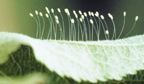  Lacewing eggs are suspended at the tips of long, erect stalks. 