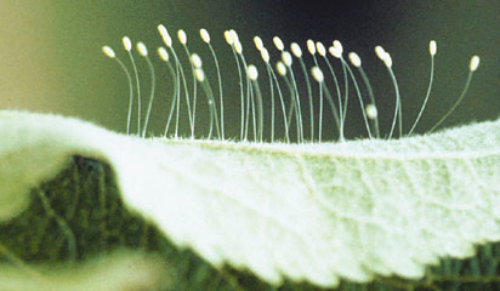 Lacewing eggs are suspended at the tips of long, erect stalks.