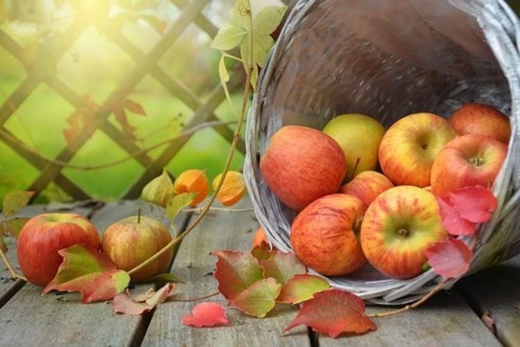 Apples in a basket