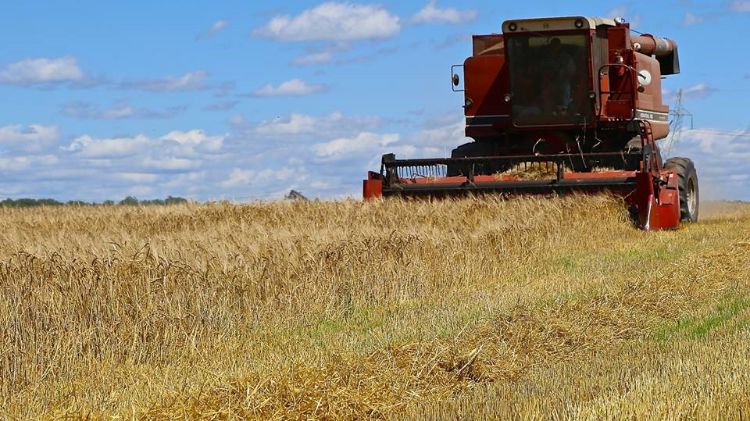 Pinnacle malting barley harvested near Buckley, MI in 2015. Photo credit: Michigan Brewers Guild