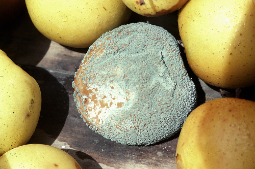 Fungus on fruit stored under wet or humid conditions produces numerous blue-green tufts of spores on