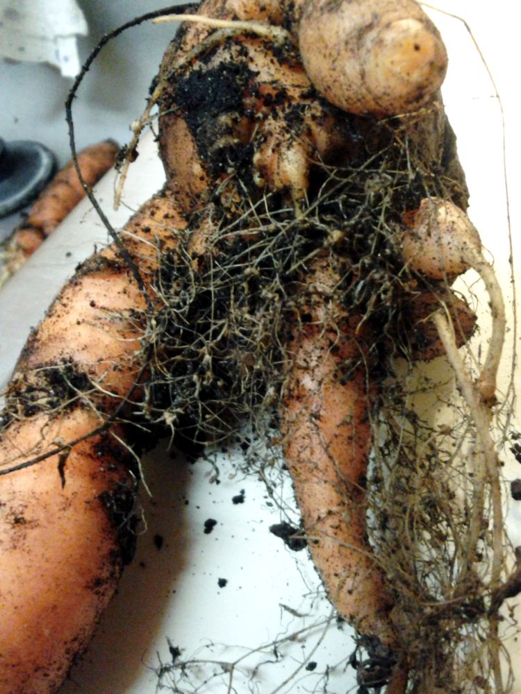 Carrot exhibiting symptoms of northern root-knot nematode