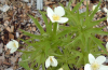 Canada Anemone