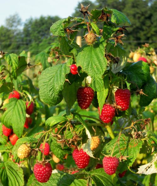 Fall raspberry harvest is in full swing. Photo by Mark Longstroth, MSU Extension