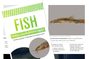 RIPPLE invasive fish brochure