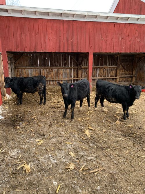 A few Angus × Holstein steer calves. Photo taken by: Alex Yost