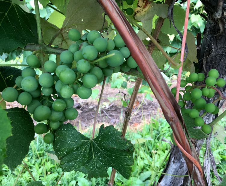 Grape clusters on a vine damaged during the May 8 frost. Cluster on the left is from a primary shoot, while the cluster on the right is from a secondary shoot. All photos by Brad Baughman, MSU Extension.